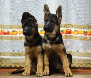 Ciobănesc German - genetică pură - părinți arbitrați 