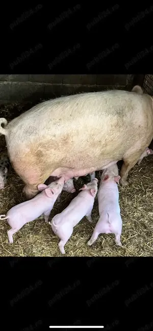 Vand purcei de carne