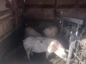 Grăsune de vanzare - imagine 3