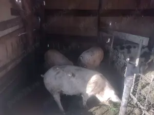 Grăsune de vanzare - imagine 2