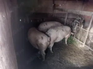 Grăsune de vanzare - imagine 5