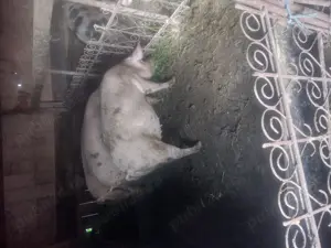 Grăsune de vanzare - imagine 4