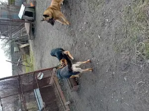 Vand CĂȚEI si căni ciobănesc belgian și german  - imagine 3 Vand CĂȚEI si căni ciobănesc belgian și german  - imagine 3