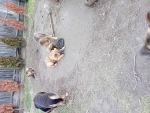 Vand CĂȚEI si căni ciobănesc belgian și german  - imagine 2 Vand CĂȚEI si căni ciobănesc belgian și german  - imagine 2