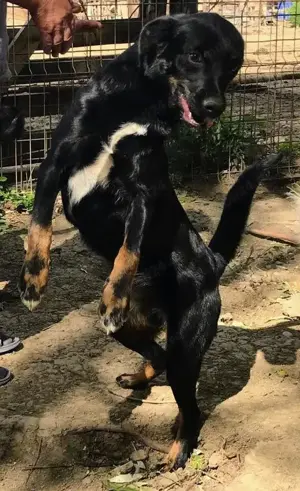 Metis talie medie pui, gratuit - imagine 4