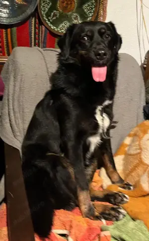 Metis talie medie pui, gratuit