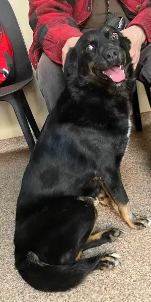 Metis talie medie pui, gratuit - imagine 3