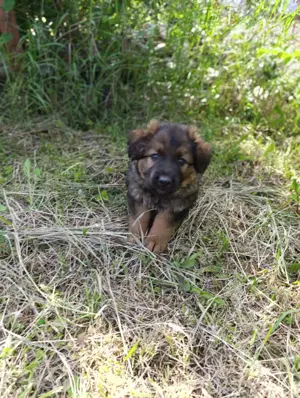 catel ciobanesc german