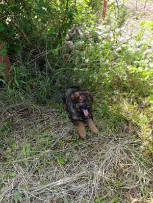 catel ciobanesc german - imagine 2