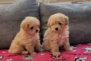 Căței Pudel disponibili acum! - imagine 5