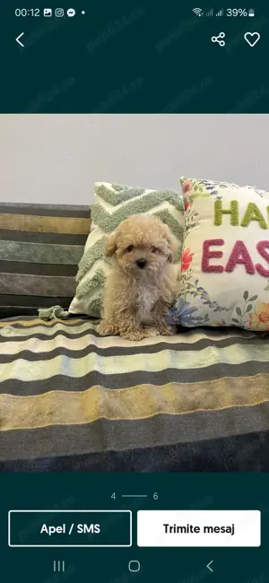 Barboncino mini Toy disponibili fete și băieți  - imagine 9