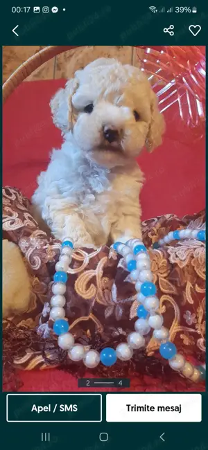 Barboncino mini Toy disponibili fete și băieți  - imagine 10