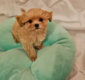 Barboncino mini Toy disponibili fete și băieți  - imagine 8