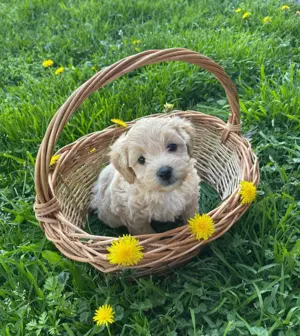 Barboncino mini Toy disponibili fete și băieți  - imagine 6