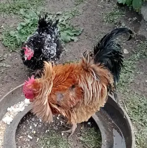 pereche gaini frezate