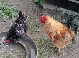 pereche gaini frezate - imagine 2 pereche gaini frezate - imagine 2