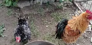 pereche gaini frezate - imagine 3 pereche gaini frezate - imagine 3