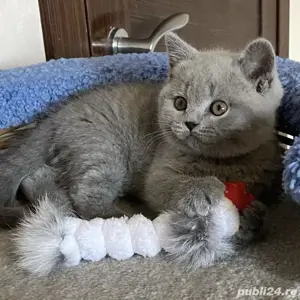 British Shorthair blue - imagine 4