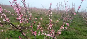 Teren de vanzare 6 hectare  - imagine 2