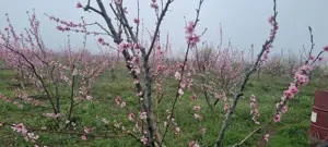 Teren de vanzare 6 hectare  - imagine 4