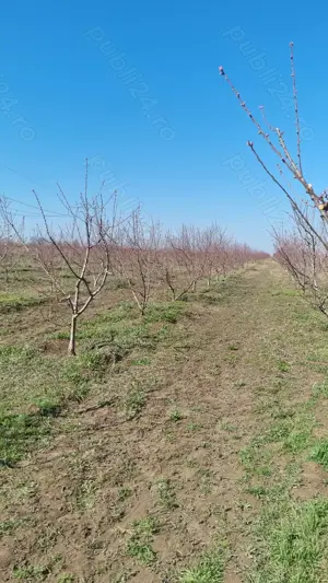 Teren de vanzare 6 hectare  - imagine 9