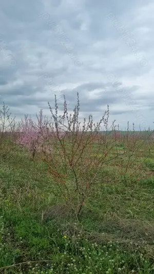 Teren de vanzare 6 hectare  - imagine 7