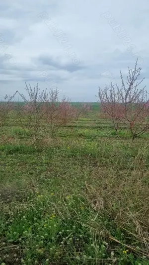 Teren de vanzare 6 hectare  - imagine 8