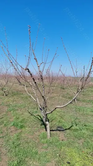 Teren de vanzare 6 hectare  - imagine 6