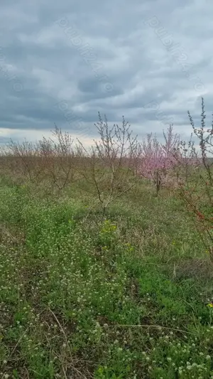 Teren de vanzare 6 hectare  - imagine 10