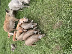 Purcei (mangalița-duroc) - imagine 3