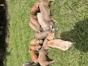 Purcei (mangalița-duroc) - imagine 4