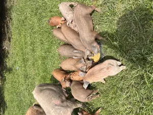 Purcei (mangalița-duroc) - imagine 2