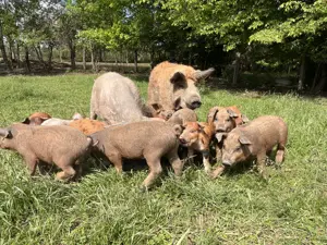 Purcei (mangalița-duroc)