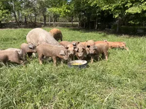 Purcei (mangalița-duroc) - imagine 5