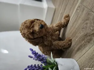 Pudel toy red si apricot - imagine 5