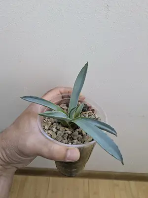 Vand agave - imagine 2