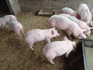 Purcele de vanzare - imagine 2 Purcele de vanzare - imagine 2