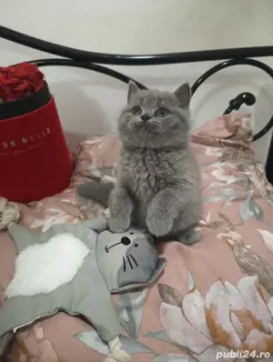 British Shorthair blue  - imagine 2