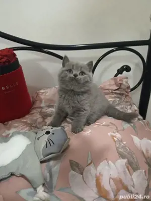 British Shorthair blue 