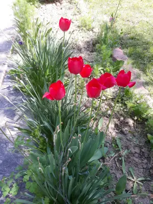 De vanzare casa cu livada - imagine 3