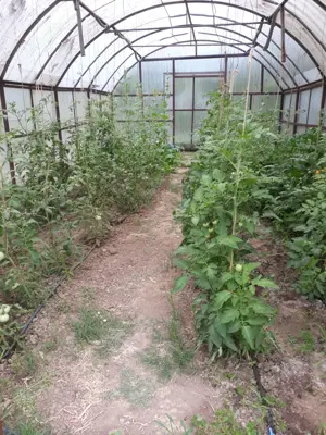 De vanzare casa cu livada - imagine 5