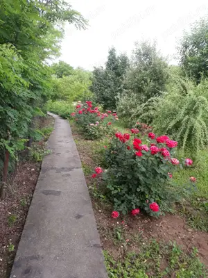 De vanzare casa cu livada - imagine 4