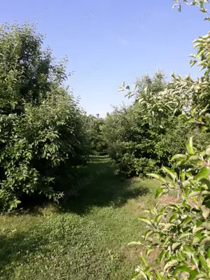 De vanzare casa cu livada - imagine 6