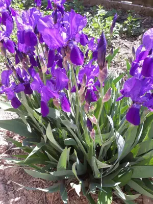 De vanzare casa cu livada - imagine 11