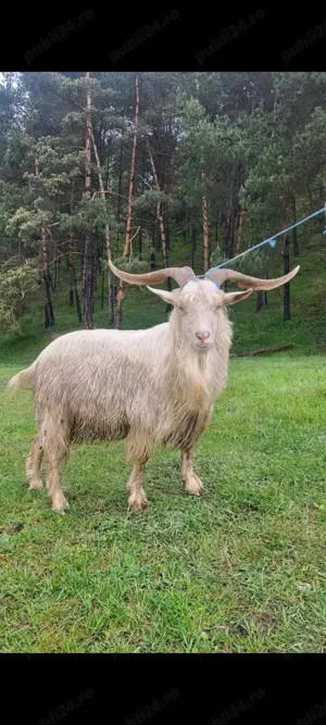 Tap de rasa  - imagine 2 Tap de rasa  - imagine 2