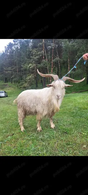 Tap de rasa  - imagine 3 Tap de rasa  - imagine 3