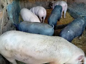 Porci de vânzare   toate greutățile, crescuți natural, direct din gospodărie - imagine 4