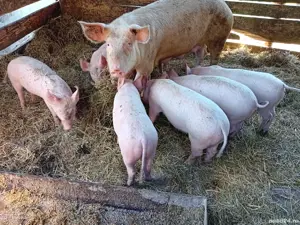 Porci de vânzare   toate greutățile, crescuți natural, direct din gospodărie - imagine 2