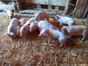 Porci de vânzare   toate greutățile, crescuți natural, direct din gospodărie - imagine 5