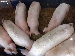 Porci de vânzare   toate greutățile, crescuți natural, direct din gospodărie